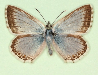 subfusca Chalkhill Blue (Polyommatus (Lysandra) coridon)
