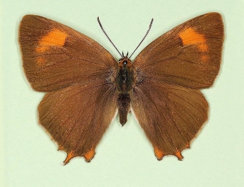 restricta Brown Hairstreak (Thecla betulae)