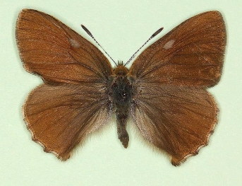 asymmetrical Green Hairstreak (Callophrys rubi)