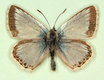 olivacea Chalkhill Blue (Polyommatus (Lysandra) coridon)