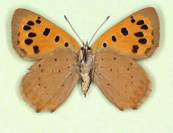 antitransiens Small Copper (Lycaena phlaeas)