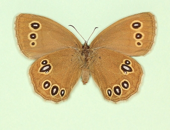 lanceolata Ringlet (Aphantopus hyperanthus)