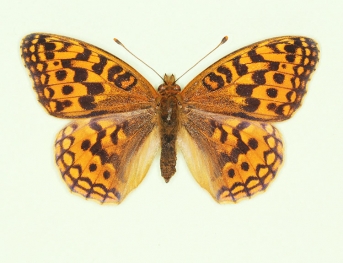 trans-fasciata High Brown Fritillary (Argynnis adippe)