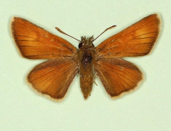 obscura Small Skipper (Thymelicus sylvestris)