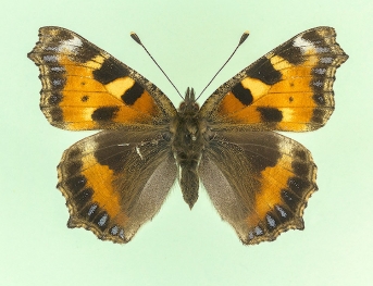  parvipuncta + parvilunulata Small Tortoiseshell (Aglais urticae)