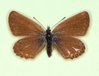 ab. nov Silver-studded Blue (Plebejus argus)