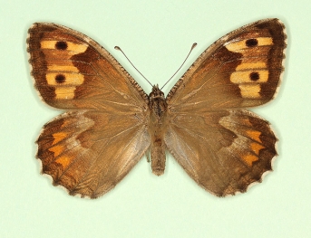 caeca + postcaeca Grayling (Hipparchia semele)