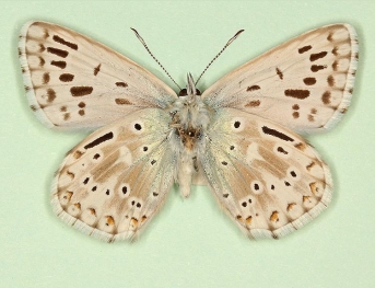 antidiscoelongata + limbojuncta Chalkhill Blue (Polyommatus (Lysandra) coridon)