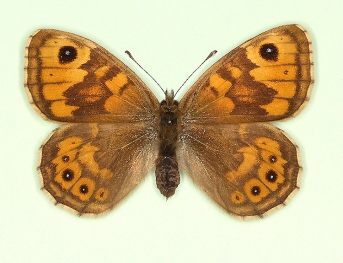 anticrassipuncta Wall (Lassiommata megaera)