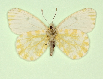 alba Orange-tip (Anthocharis cardamines)