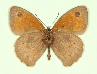 grisea-aurea Meadow Brown (Maniola jurtina)