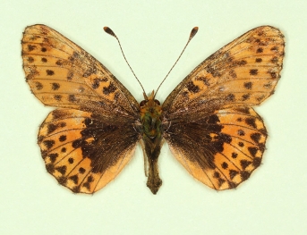 ab. nov Pearl-bordered Fritillary (Boloria euphrosyne)