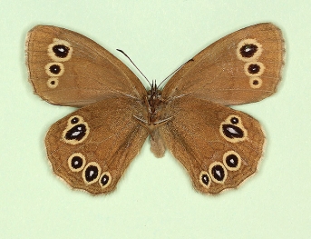 lanceolata Ringlet (Aphantopus hyperanthus)