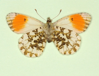nov Orange-tip (Anthocharis cardamines)