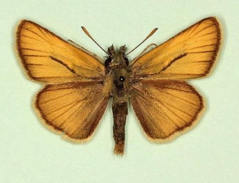 intermedia Small Skipper (Thymelicus sylvestris)