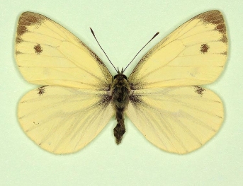 sulphurea Green-veined White (Pieris napi)