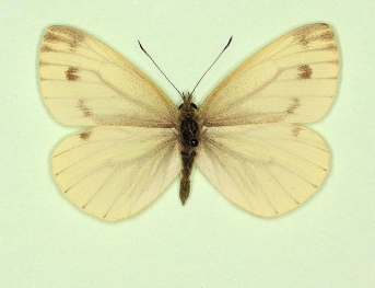 flavescens Green-veined White (Pieris napi)