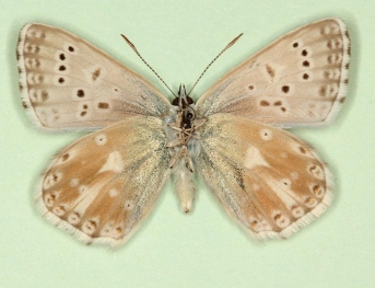 auronulla Chalkhill Blue (Polyommatus (Lysandra) coridon)