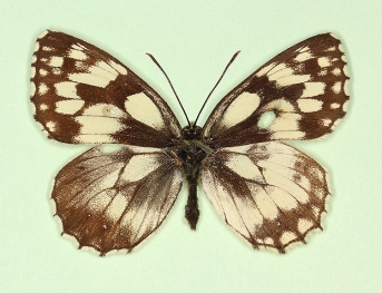 pathalogical Marbled White (Melanargia galathea)