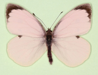 carnea Large White (Pieris brassicae)