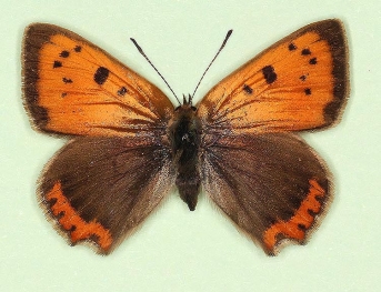 oblitera Small Copper (Lycaena phlaeas)