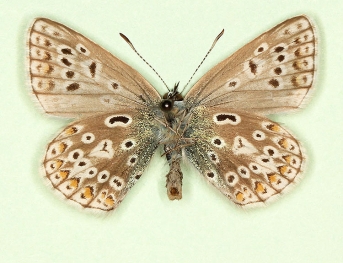 costajuncta Common Blue (Polyommatus (Lysandra) icarus)
