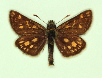 edori Chequered Skipper (Carterocephalus palaemon)