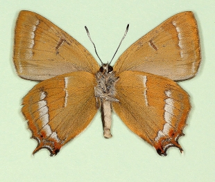 nov Brown Hairstreak (Thecla betulae)