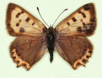 scale defect + ab. nov Small Copper (Lycaena phlaeas)