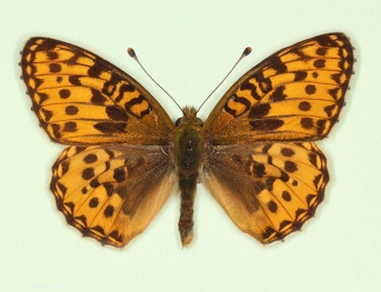 nov Dark Green Fritillary (Argynnis aglaja)