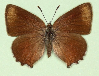 nov Green Hairstreak (Callophrys rubi)