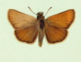 pathological Small Skipper (Thymelicus sylvestris)