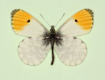 ochracea Orange-tip (Anthocharis cardamines)