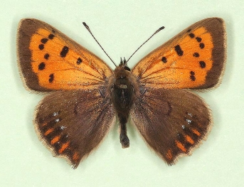 radiata + caeruleopunctata Small Copper (Lycaena phlaeas)