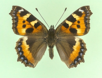 strigata Small Tortoiseshell (Aglais urticae)