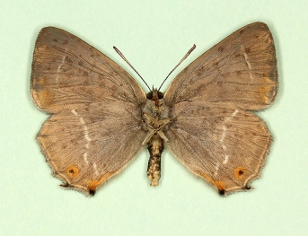 trans-infraobscura Purple Hairstreak (Neozephyrus quercus)