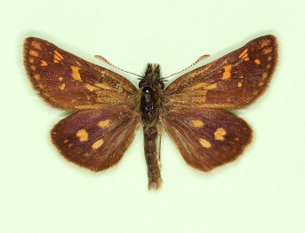 nigra Chequered Skipper (Carterocephalus palaemon)