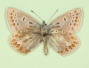 elongata Common Blue (Polyommatus (Lysandra) icarus)