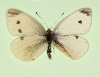 bilateral gynandromorph Small White (Pieris rapae)