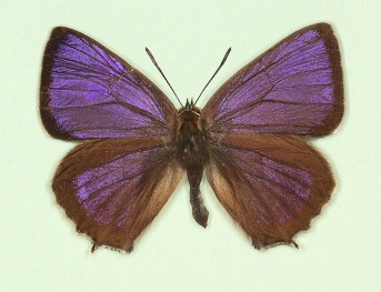 gynandromorph Purple Hairstreak (Neozephyrus quercus)