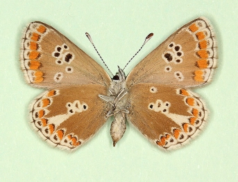 glomerata + postico-obsoleta Brown Argus (Aricia agestis)
