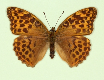 nov Silver-washed Fritillary (Argynnis paphia)