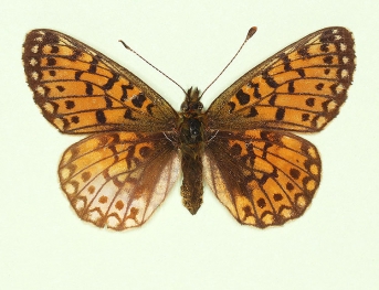 postsinispathological Small Pearl-bordered Fritillary (Boloria selene)
