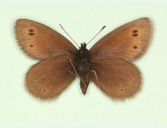 ab. nov Mountain Ringlet (Erebia epiphron)