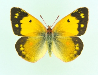 unimaculata Clouded Yellow (Colias croceus)