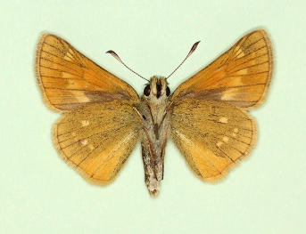 obscura Large Skipper (Ochlodes sylvanus)