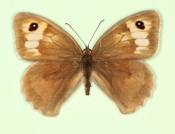 alba Meadow Brown (Maniola jurtina)