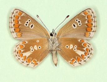 glomerata + obsoleta Brown Argus (Aricia agestis)
