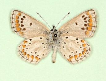 nov Brown Argus (Aricia agestis)