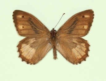ab. nov Grayling (Hipparchia semele)